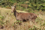 Nilgiri Tahr