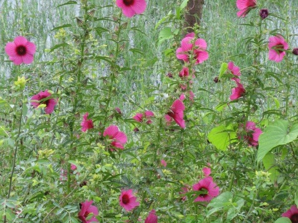 Marsh Mallow | Gardening | Wild Flowers