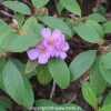 Malabar Melastome - Indian Rhododendron