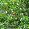 Surinam Cherry Tree