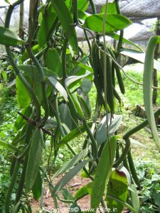 Vanilla Plant