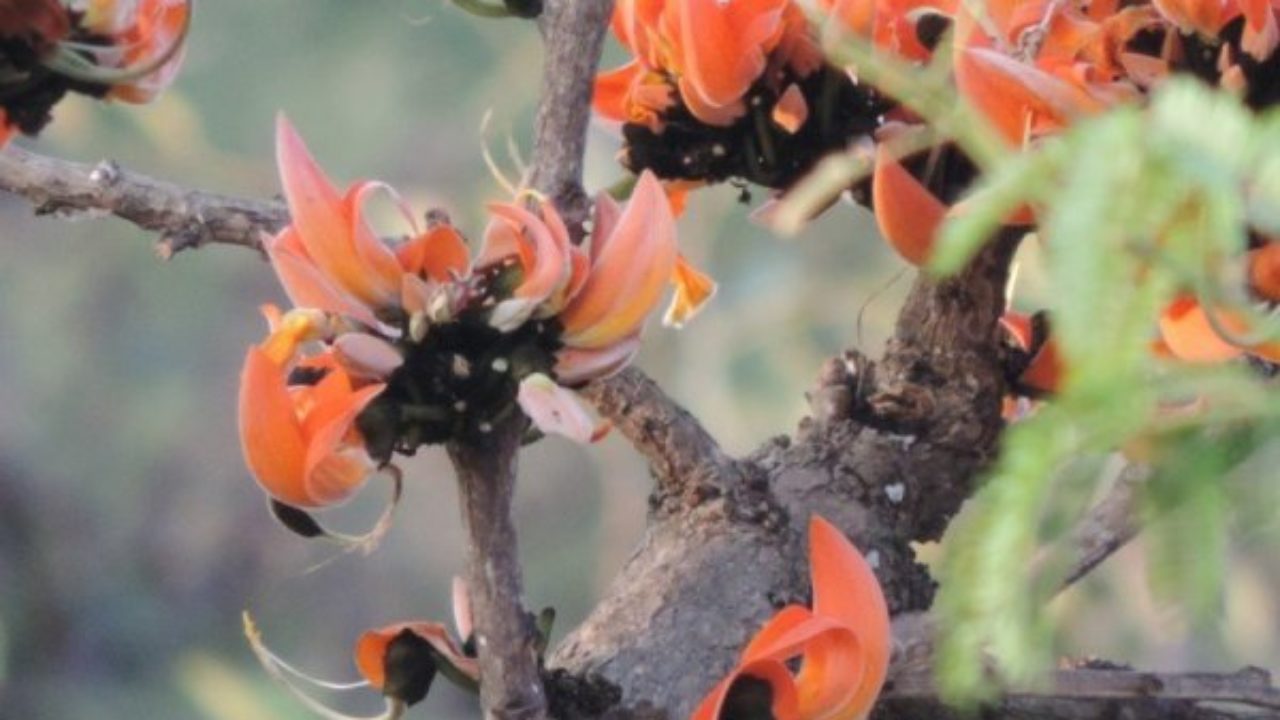 Palash Tree Butea Monosperma Dhak Bastard Teak Tree