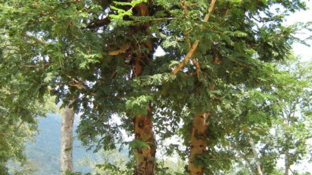 Banni Tree - Auspicious during Dasara festival