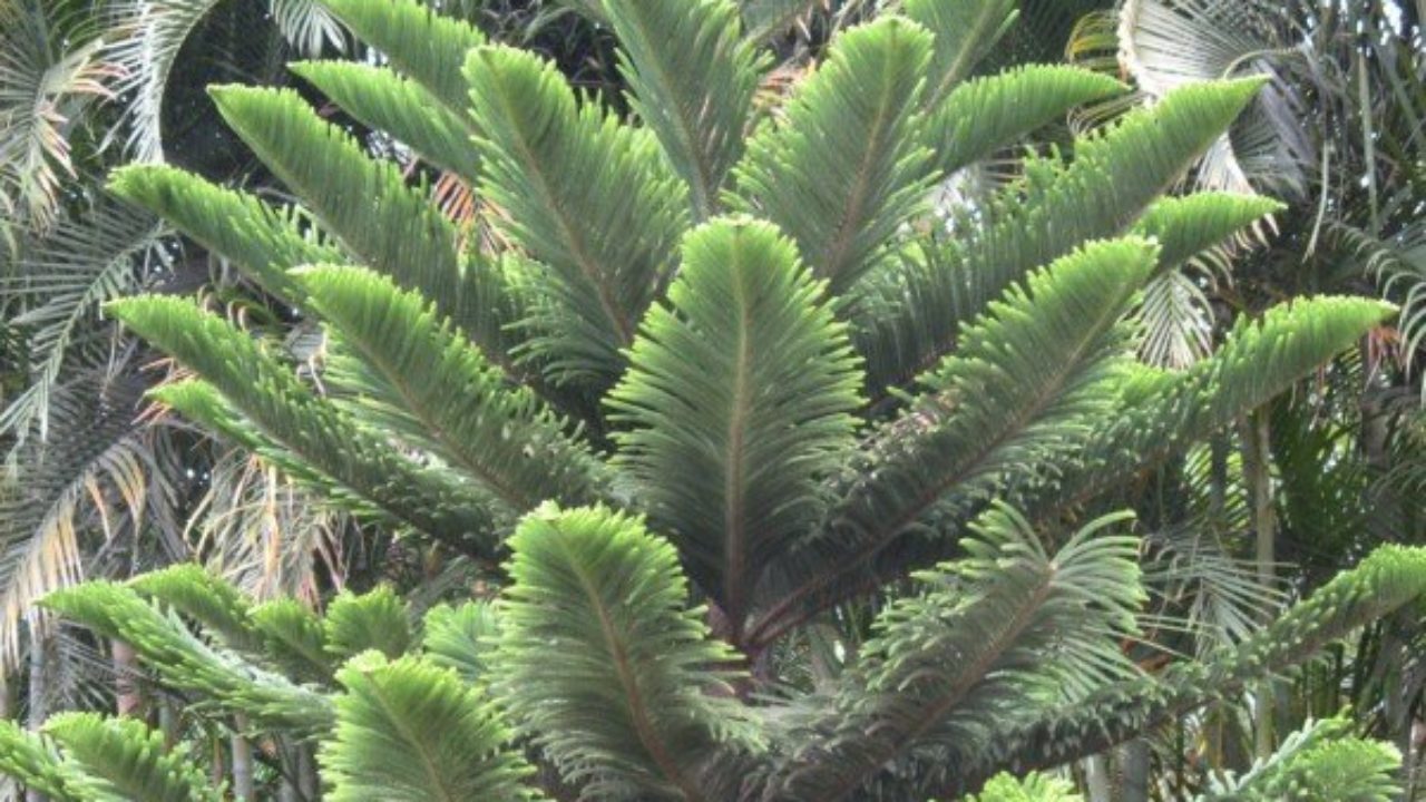 xmas plant