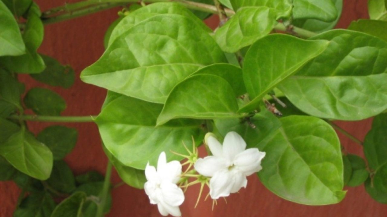 Jasminum Grandiflorum Mysooru Mallige Jasmine Mysore Jasmine