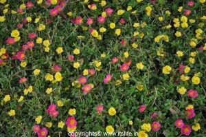 Sun Plant