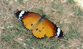 Tiger Butterfly