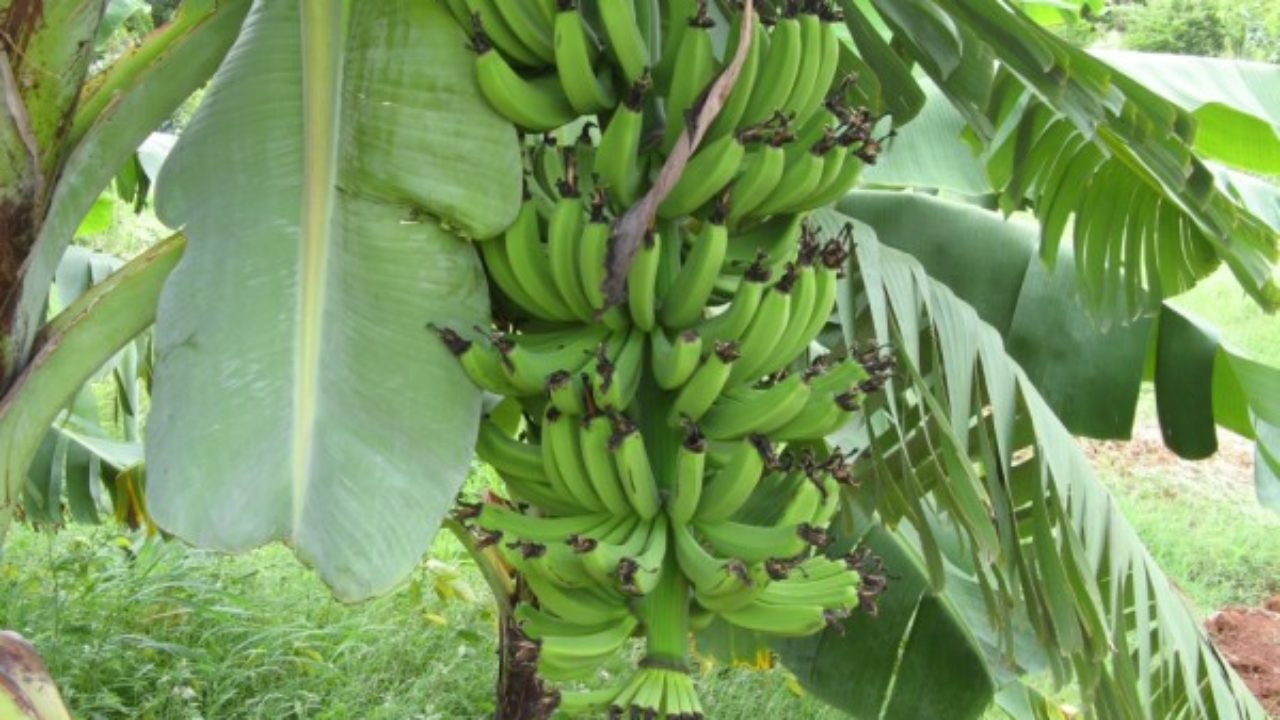 Banana Plantain Itslifein - banana robusta meaning