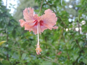 Hibiscus