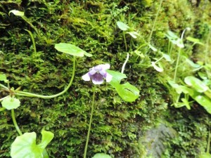 Viola Hederacea