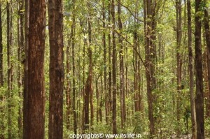 Teak Tree