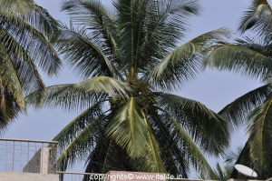 Coconut