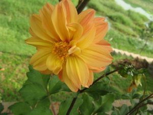 Dahlia