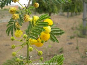 Yellow Mimosa