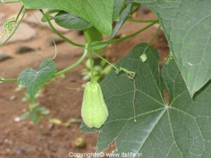 Chayote Squash