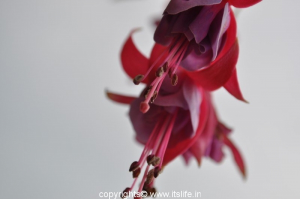 Fuchsia