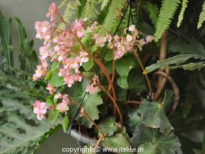 Begonia