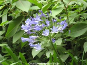 African Lily