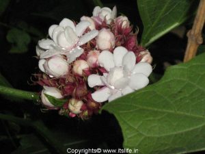 Madras Malli