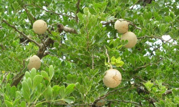 Apple Tree Hindi Name