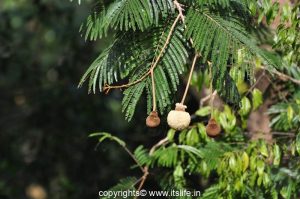 Badminton Ball Tree