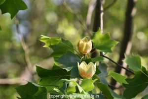 American Tulip Tree