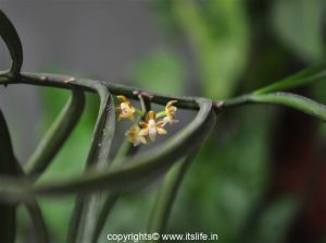 Diplocentrum Congestum