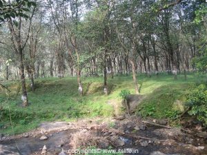 Rubber Tree