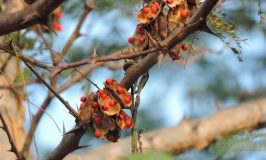 Rosary Pea