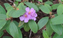 Indian Rhododendron