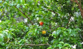 Surinam Cherry Tree