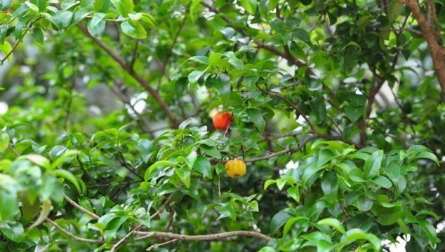 Surinam Cherry Tree